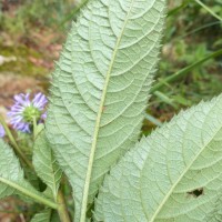 Acilepis gardneri (Thwaites) H.Rob. & Skvarla